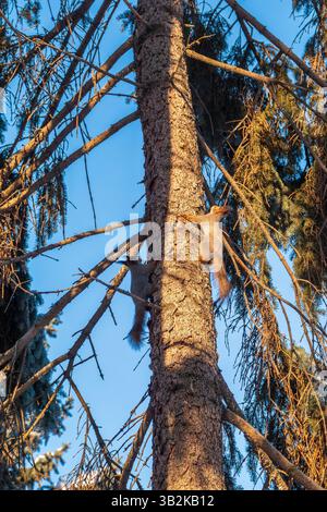 Two squirrels with fluffy tails on the trunk of an old tree. Two Red squirrels chasing each other around a tree. Red squirrels play with each other. Stock Photo