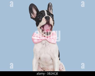 Cute puppy and bright bow tie. Close-up, indoors. Concept of beauty and fashion. Studio photo, isolated background. Pets care Stock Photo