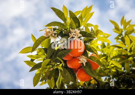 Oranges growing on an orange tree, surrounded by blossom and leaves in Athens, Greece. Stock Photo