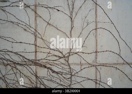 Dry Branches Intertwined on a Gray Concrete Wall Stock Photo