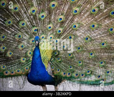 A vibrant peacock showcases its magnificent plumage in full display, highlighting the intricate patterns and vivid colors against a clear backdrop. Th Stock Photo
