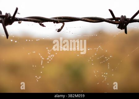 dew drops on a spiders web Stock Photo