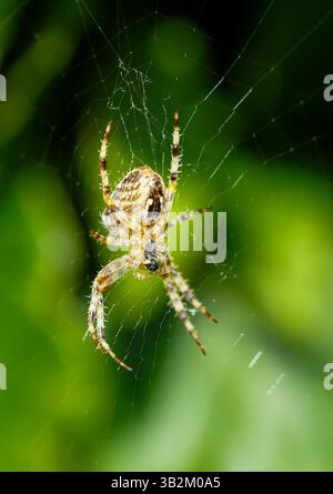 Close-up of a garden spider in its web. insect in nature. Araneus. Stock Photo
