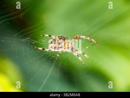 Close-up of a garden spider in its web. insect in nature. Araneus. Stock Photo