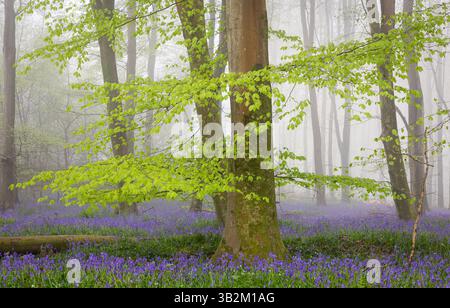 Misty morning bluebells in Vinehalls woods on the high weald east Sussex south east England UK Stock Photo