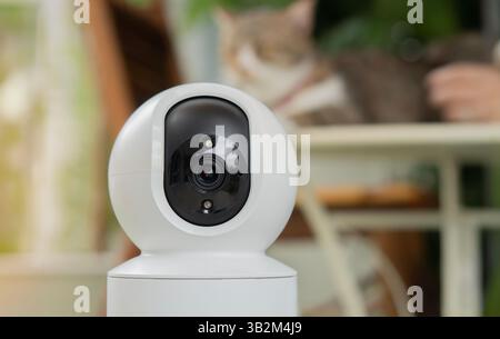 Surveillance camera monitor in the garden at home, monitoring small cat while playing with owner. Selective focus. Stock Photo