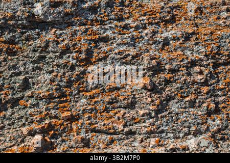 Lichen growing on granite rock, Enchanted Rock State Natural Area, in Hill Country near Fredericksburg, Texas, USA Stock Photo