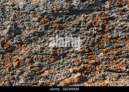 Lichen growing on granite rock, Enchanted Rock State Natural Area, in Hill Country near Fredericksburg, Texas, USA Stock Photo