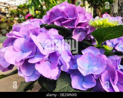 Close-Up of Vibrant Purple and Blue Hydrangea Flowers Blooming in Greenhouse Setting Stock Photo