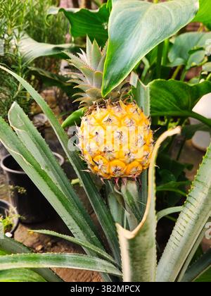 Close-Up of Miniature Pineapple Growing on Plant in Greenhouse Environment Stock Photo