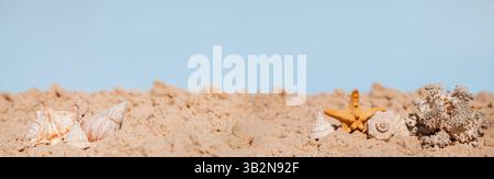 Starfish and shells on the sand. Banner with copy space. Summer holidays concept. High quality photo Stock Photo
