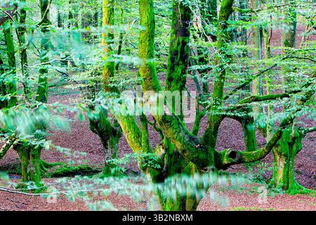 Separating Vizcaya and Alava Gorbea massif, a natural park of 20,000 ha in size is the summit, the Gorbea, is the highest Vizcaya and Stock Photo