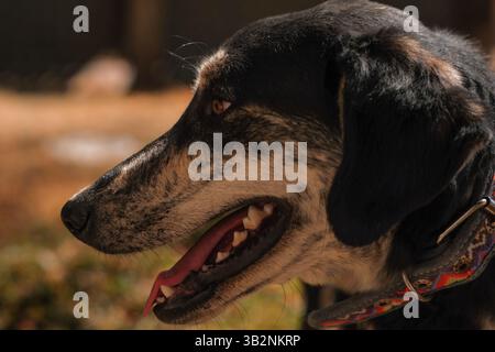 Side Profile of a Dog in Warm Afternoon Light Stock Photo