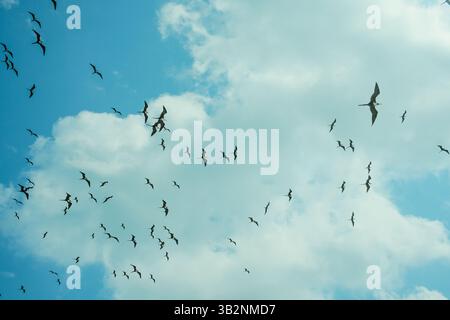Flight in Formation in Mexican Sky Stock Photo
