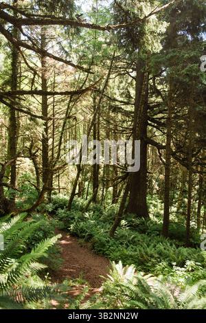 Hiking Path Winding Through Coastal Oregon Woods Stock Photo