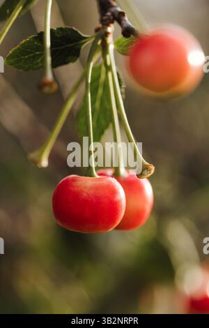 Colorado farm tree branch with bunch of red cherries on stems Stock Photo