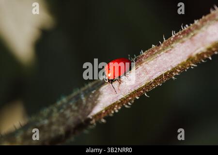 Colorado garden red ladybug on stem of plant in full sun Stock Photo
