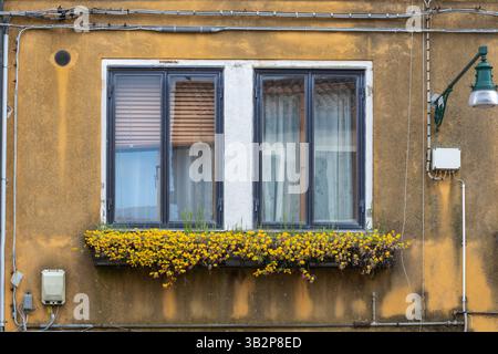 Old building window with yellow flowers Stock Photo