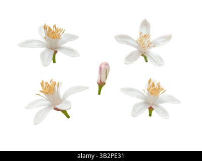 Lemon tree white flowers with yellow stamens and bud set isolated on white background. Citrus flowering plant. Beautiful blossom with sweet scent. Stock Photo