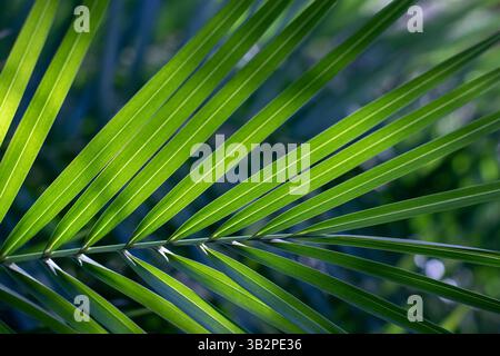 Green palm leaf in the back lit. Bright rainforest foliage illuminated by sunlight. Natural botanical aesthetic background.  Palm tree tropical forest Stock Photo