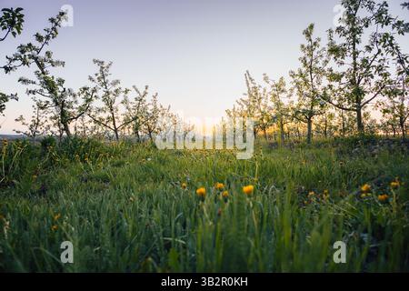 Apple orchard, photo taken from below. The sunset is visible on the horizon, the orchard is full of dandelions. Symmetric wallpaper. Stock Photo