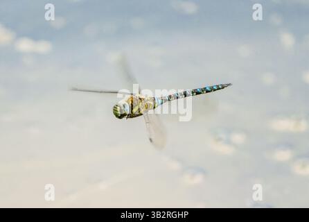 Dragonfly in flight. Insect close-up. Stock Photo