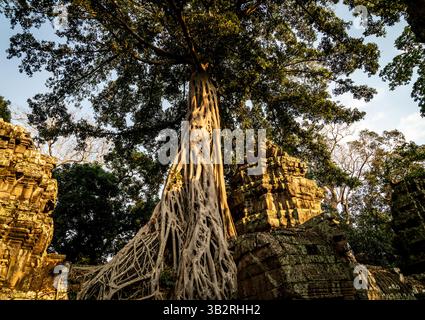 A majestic tree with sprawling roots stands among ancient stone ruins, bathed in warm sunlight. The scene captures the beauty of nature reclaiming man Stock Photo