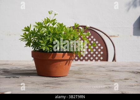 plant pot on rustic garden table. potted herbs. garden decorations Stock Photo