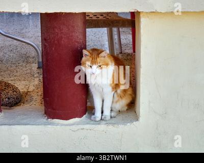 Ginger cat sitting in a corner of a house in Malta Stock Photo