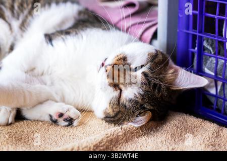 A fluffy cat rests peacefully on a cozy surface, showcasing its cute and adorable features while relaxing Stock Photo