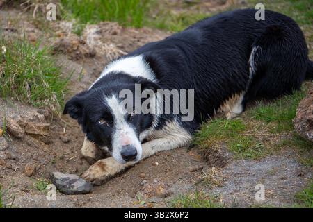 The Border Collie dog, British breed of herding sheepdog lying in the grass and mud in a farm near Raudisandur Beach, Iceland. Stock Photo