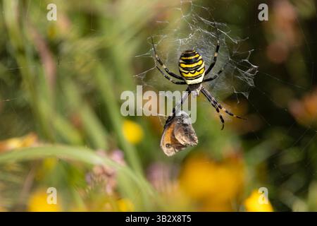 Wasp spider Argiope bruennichi, adult with Gatekeeper Pyronia tithonus prey, Windmill Farm, Cornwall, UK, September Stock Photo