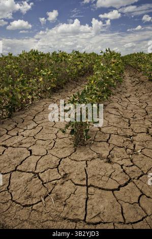 Aug. 21, 2013 - Navasota, Texas, United States of America - Drought devastated corn crops August 20, 2013 in Navasota, Texas. (Credit Image: © Bob Nichols/Planet Pix via ZUMA Wire) Stock Photo