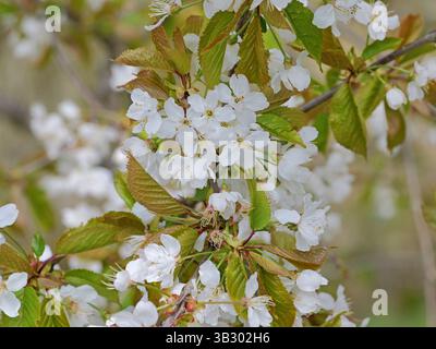 Wild cherry blossoms turn the landscape white in spring. When petals fall, it looks like snowfall. Stock Photo