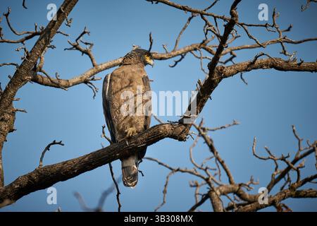 Crested serpent eagle, Spilornis cheela, Tadoba-Andhari Tiger Reserve, India, Asia Stock Photo