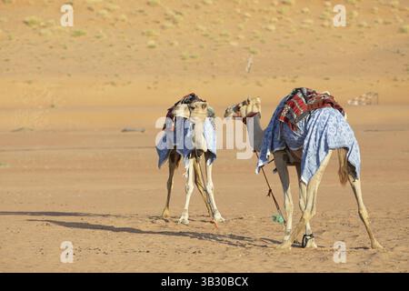 Dromedaries (Camelus dromedarius) with saddle in the Wahiba Sands or Rimal Al Wahiba or Sharqiyya Sands desert, Janub ash-Sharqiyya region, Oman, Asia Stock Photo