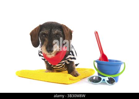 Wire haired dachshund at the beach in swim suit Stock Photo