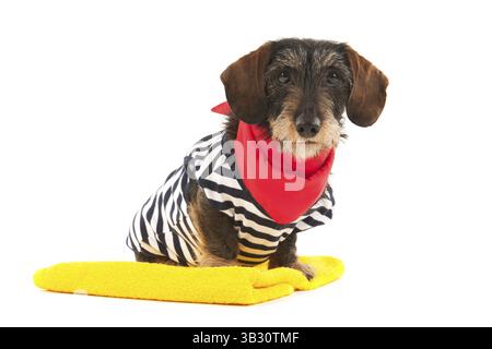 Wire haired dachshund at the beach in swim suit Stock Photo