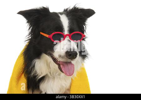 Portrait of a funny dog which is ready for the vacation Stock Photo