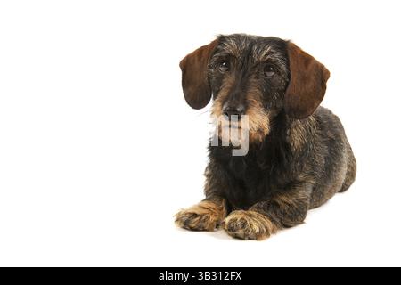 Wire haired dachshund isolated over white background Stock Photo