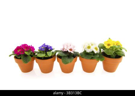 Earthenware pots with colorful primroses isolated over white Stock Photo
