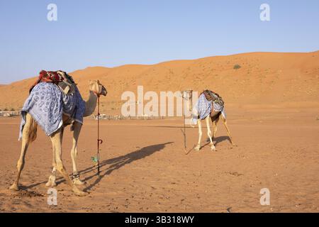 Dromedaries (Camelus dromedarius) with saddle in the Wahiba Sands or Rimal Al Wahiba or Sharqiyya Sands desert, Janub ash-Sharqiyya region, Oman, Asia Stock Photo
