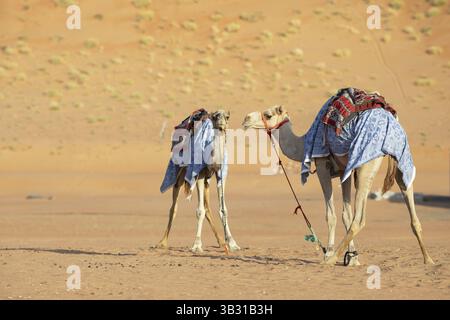 Dromedaries (Camelus dromedarius) with saddle in the Wahiba Sands or Rimal Al Wahiba or Sharqiyya Sands desert, Janub ash-Sharqiyya region, Oman, Asia Stock Photo