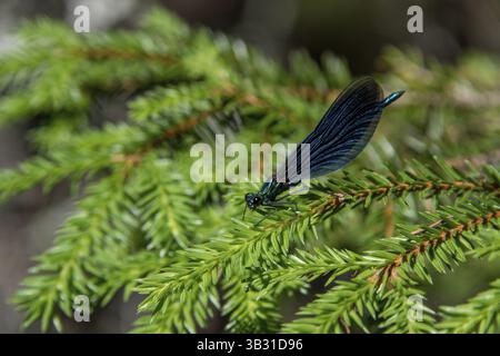 Blue dragonfly resting on a fir branch, Gudbrandsdal, Norway, Europe Stock Photo