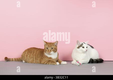 Red tabby and black and white cat are playing with mouse on pink background Stock Photo