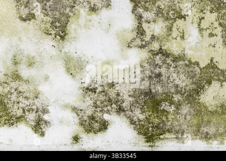 Textured wall surface featuring green and white tones with visible mold growth patterns, providing a unique abstract and natural appearance ideal for Stock Photo