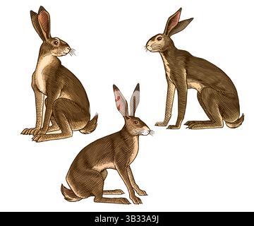 hares or rabbits sitting , in old vintage traditional style, hand drawn made by pen and ink. big set of engraved wild farm animals for labels or web Stock Vector