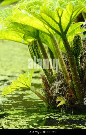 Gunnera tinctoria, an invasive architectural bog plant now banned from sale in UK. Leaf detail. Stock Photo