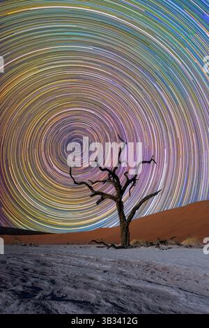 Namibia dead tree in desert with star trails (799 star trail stackings) Stock Photo