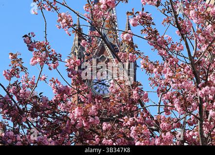 St Pancras clock tower through springtime blossom, in London, UK Stock Photo